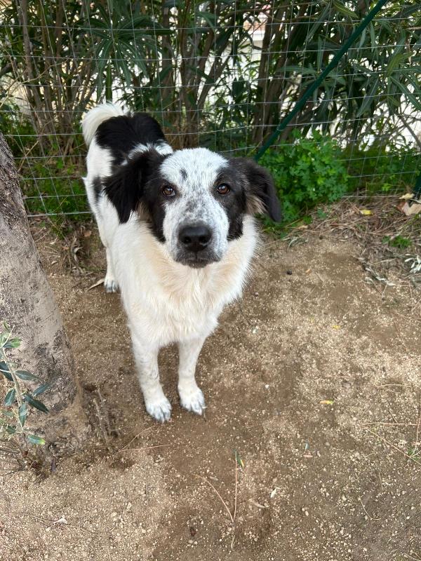 Bella splendida dolcissima cucciola cerca famiglia  Foto 4